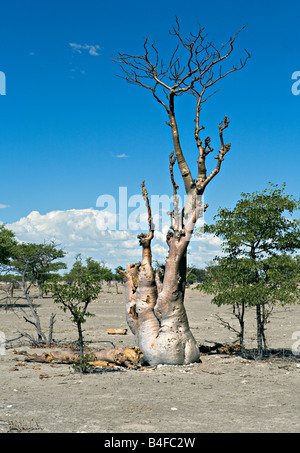 Ein Exemplar der Moringa Ovalifolia Baum im Baum Geisterwald in Etosha Nationalpark Namibia Stockfoto