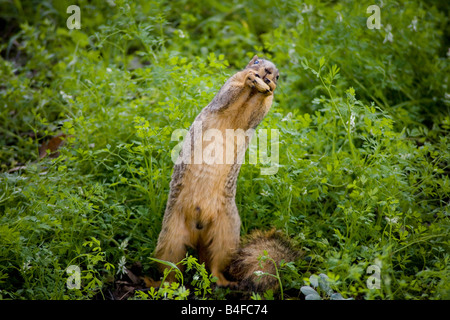 Fox Baum Eichhörnchen Sciurus Niger mit einem Balance-Problem in Nord-Kalifornien Stockfoto