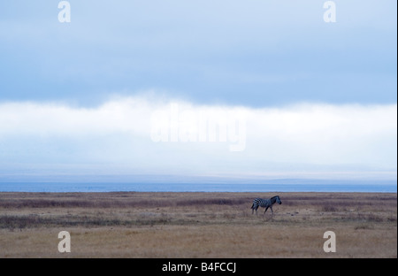 Tansania Ngorongoro Nationalpark ein Zebra Equus burchellii Stockfoto