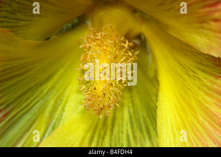 Blick ins Innere einer Blume Stockrose (Althea Rosea). Stockfoto