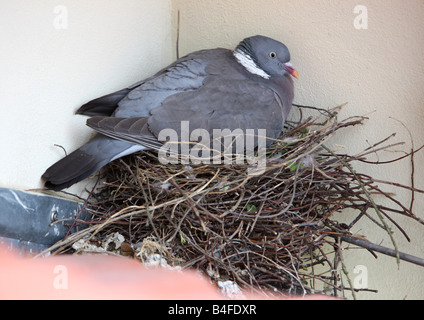 Taube Columba Palumbus sitzt auf einem Nest-Zucht Stockfoto