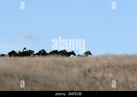 Indian Pony Herde laufen durch die Prärie von South Dakota in einem Indianer-Reservat. Stockfoto