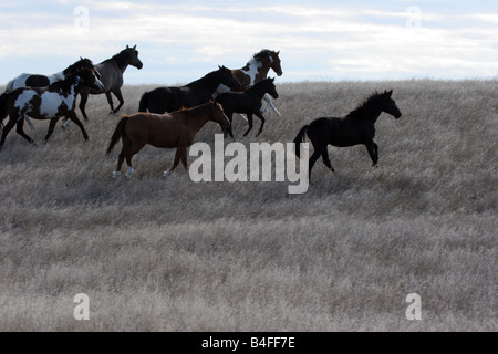 Eine indische Pony-Herde in der Prärie von South Dakota Stockfoto