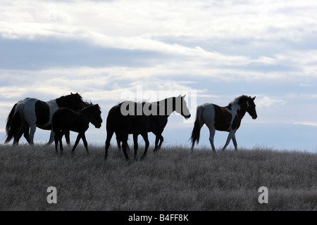 Eine indische Pony-Herde in der Prärie von South Dakota Stockfoto