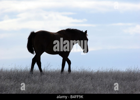 Eine indische Pony in der Prärie von South Dakota Stockfoto