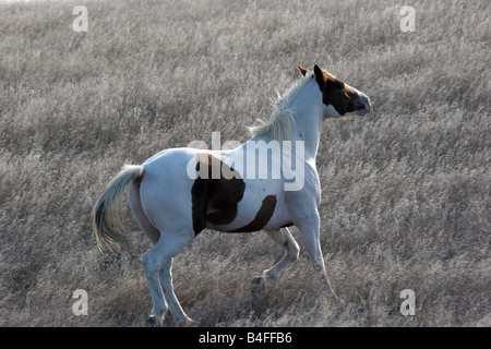 Eine indische Pony in der Prärie von South Dakota Stockfoto