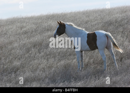 Eine indische Pony in der Prärie von South Dakota Stockfoto