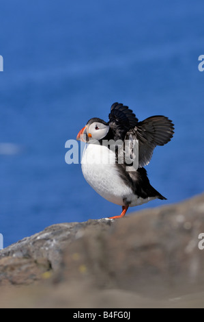 Papageitaucher anzeigen mit Flügel ausgestreckt auf Klippe Farne Islands Northumberland UK Stockfoto