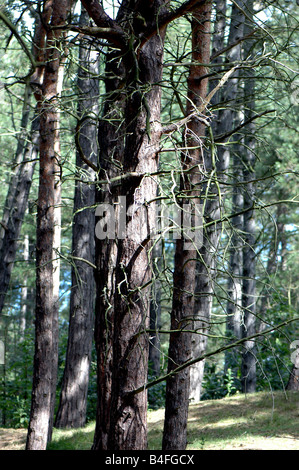 Ständen der korsischen und Schotten Kiefernwald Stockfoto