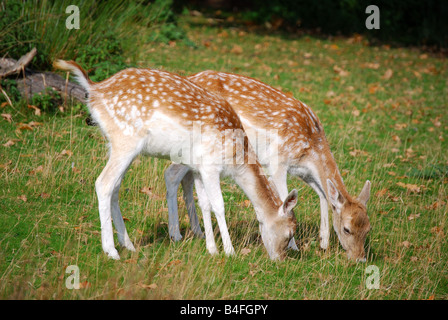 Junger Brachhirsch in Bushy Park, Borough of Richmond upon Thames, Greater London, England, Vereinigtes Königreich Stockfoto