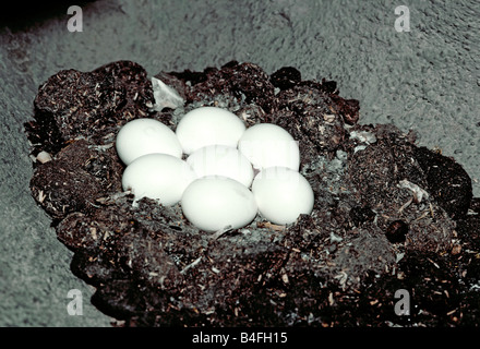 Kanincheneule Nest Eiern in Graben Athene Cunicularia Tucson Arizona USA März verschachteln Eiern leptogrammica Stockfoto