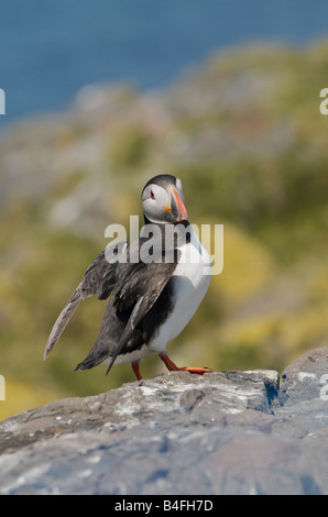 Papageitaucher anzeigen mit Flügel ausgestreckt auf Klippe Farne Islands Northumberland UK Stockfoto