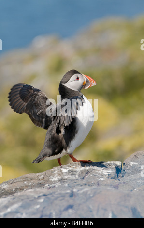 Papageitaucher anzeigen mit Flügel ausgestreckt auf Klippe Farne Islands Northumberland UK Stockfoto