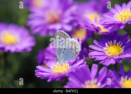 Schmetterling auf lila Blume Stockfoto