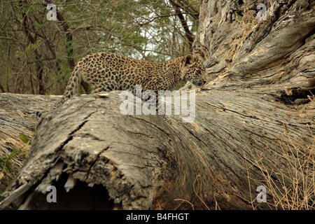 Leopard Cub auf einen großen Baumstamm in Ranthambhore Tiger reserve Stockfoto