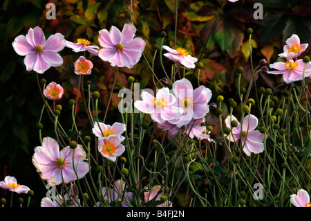 Japanische Anemone Blumen Stockfoto