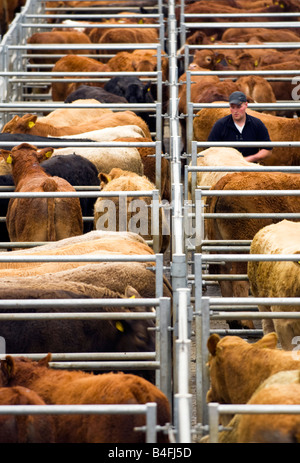 Landwirt in neben Jährlinge, Färsen und Ochsen bei Dingwall Mart, Ross-Shire, Scotland Stockfoto