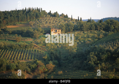 Grüne Landschaft mit Weinbergen und Olivenhainen in der Nähe von Gaiole in Chianti Toskana Italien Stockfoto