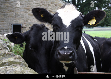 Kühe auf dem Bauernhof U.K Stockfoto