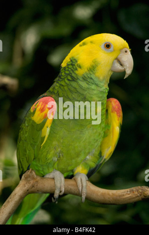 Unter der Leitung von gelb Amazon Parrot (Amazona Oratrix) bedrohte, Captive Belize Stockfoto