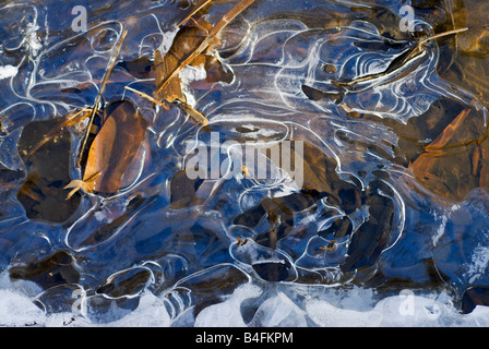 Dünnem Eis an einem Bach der Chesapeake Bay. Stockfoto