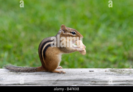 Östliche Chipmunk Essen eine Erdnuss Stockfoto