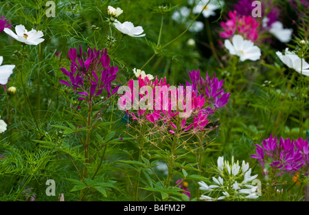 Blumen angebaut, Bienen auf organische Alloment UK zu gewinnen Stockfoto