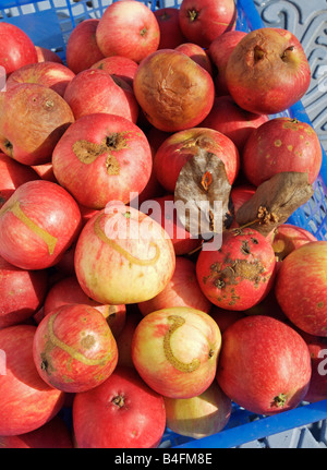 Erkrankten Äpfel mit Blattwespen, Schorf und Braunfäule Stockfoto