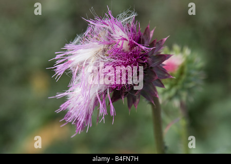 Samen von der Blume eine kanadische Distel Stockfoto