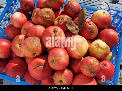 Erkrankten Äpfel mit Blattwespen, Schorf und Braunfäule Stockfoto