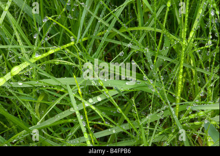 Nahaufnahme von Tröpfchen auf dem nassen grünen Rasen Stockfoto