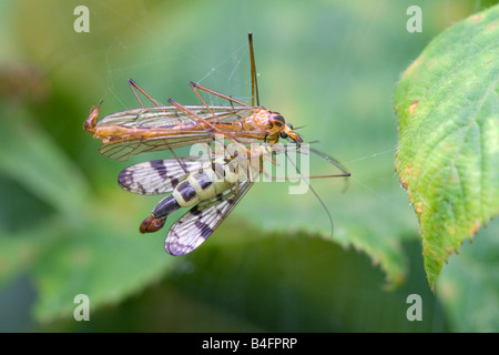 Scorpion Fly Panorpa Communis Erwachsene ernähren sich von einer Kran-Fliege in einem Spinnennetz gefangen Stockfoto