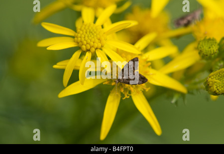 Brennnessel-Hahn Moth Anthophila Fabriciana Erwachsenen in Ruhe auf einer Blume Kreuzkraut Stockfoto