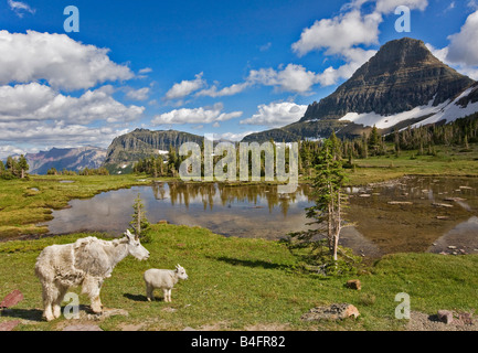 Eine Mutter und Kind Bergziege auf versteckten See Logan Pass Glacier Nationalpark Stockfoto