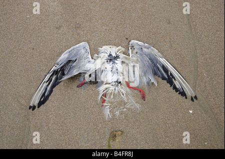 Tote Möwe abgeflacht in den Sand am Strand Stockfoto