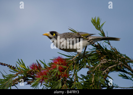 Laut Bergmann, Manorina Melanocephala auf Bottlebrush Blumen Stockfoto