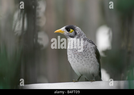 Laut Bergmann, Manorina melanocephala Stockfoto