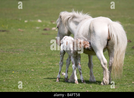 Fohlen mit seiner Mutter in der New Forest-England Spanferkel entdeckt Stockfoto
