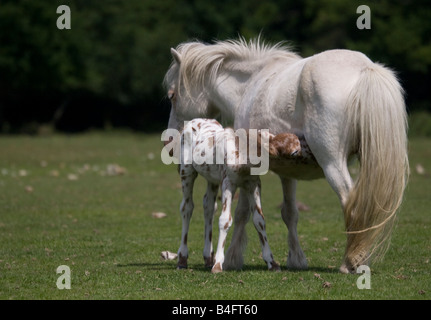 Fohlen mit seiner Mutter in der New Forest-England gesichtet Stockfoto