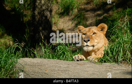 Eine königliche afrikanische Löwin Sonnen auf einem Felsen im Zoo von Pittsburgh, PIttsburgh, Pennsylvania. Stockfoto