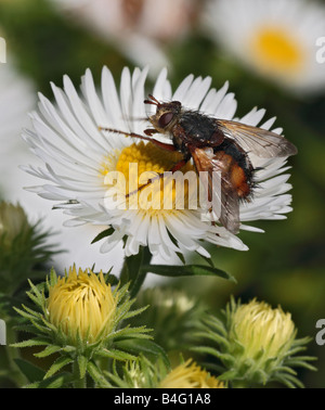 Fliegen Sie (Tachina Fera) sammeln Nektar aus einer weißen Blume Aster Stockfoto