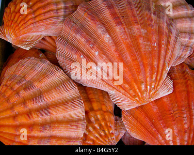 Einen großen Haufen von orange farbigen Muscheln. Stockfoto