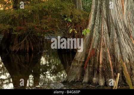 Zypresse im Bayou in der Nähe von Caddo Lake, Shreveport, Louisiana, USA Stockfoto