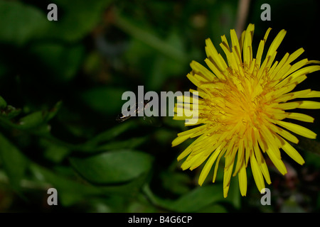 Hoverfly im Flug. Stockfoto