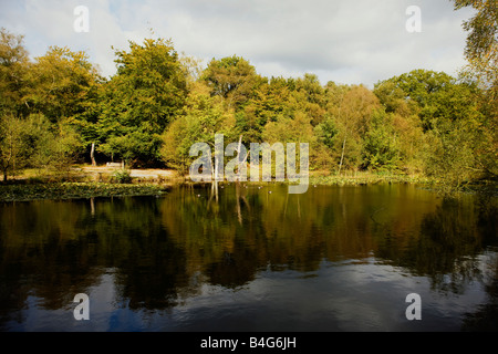 Ententeich im Frühherbst in Buckinghamshire UK Stockfoto