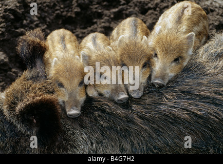 Vier Wildschweine (Sus Scrofa) Ferkel ruht auf ihre Mutter Stockfoto