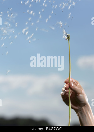 Eine menschliche Hand halten einen Löwenzahn (Taraxacum) mit seinen Samen verwehen Stockfoto