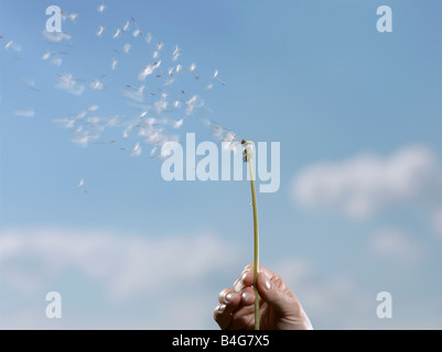 Eine menschliche Hand halten einen Löwenzahn (Taraxacum) mit seinen Samen verwehen Stockfoto