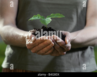 Schalenförmige menschliche Hände halten eine Pflanze im Lockergestein Stockfoto