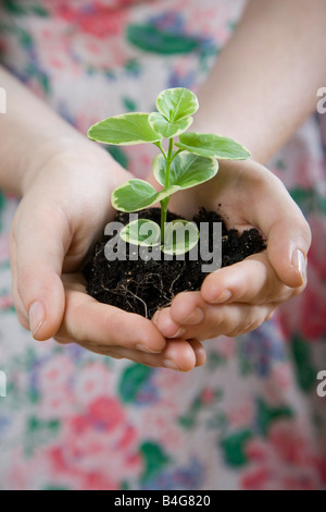 Schalenförmige Hände halten einen Sämling im Boden Stockfoto